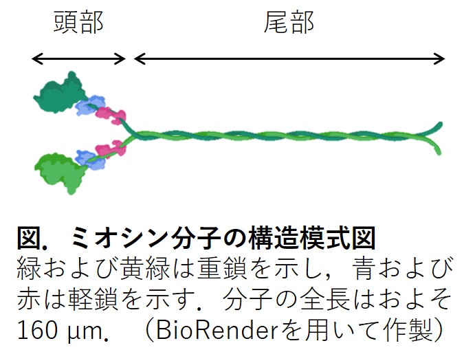 食肉用語の解説ミオシン